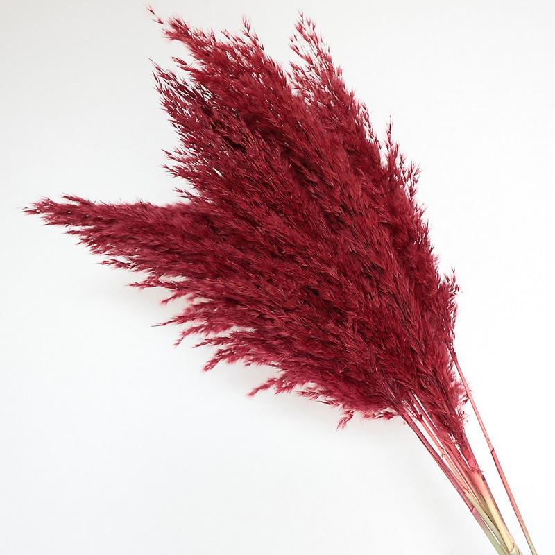10Pcs Colorful Natural Reeds P - đánh giá và giá Pampas Grass Decor